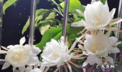 昙花每年都会开吗 昙花什么时候开
