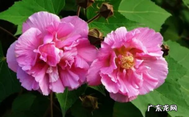 芙蓉花怎么栽培法 芙蓉花有哪些功效