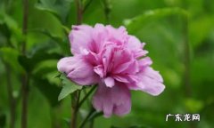 芙蓉花怎么栽培法 芙蓉花有哪些功效