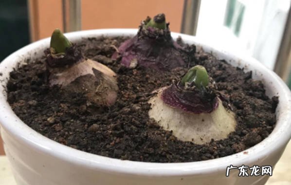 风信子种球发芽了怎么办 风信子种球什么时候发芽