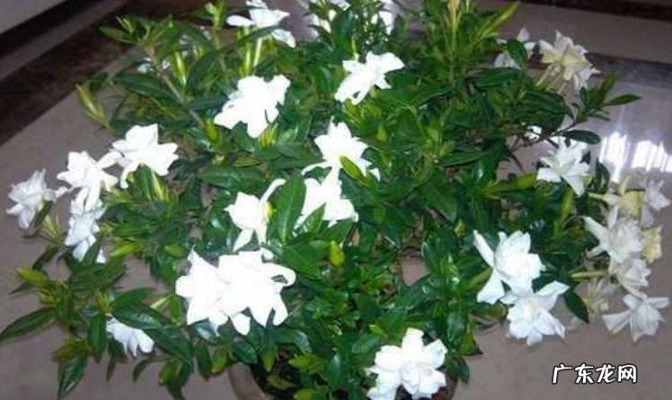 刚买回来的栀子花怎么做才能养好 栀子花叶子发黄怎么办
