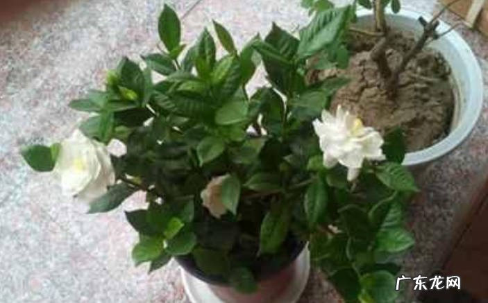 刚买回来的栀子花怎么做才能养好 栀子花叶子发黄怎么办