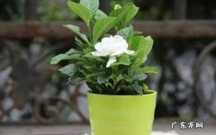 刚买回来的栀子花怎么做才能养好 栀子花叶子发黄怎么办