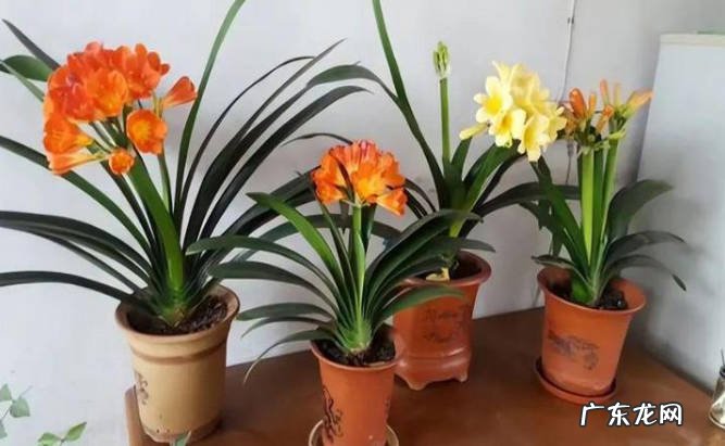 四月君子兰怎么养护 养护珍贵植物的注意事项有哪些