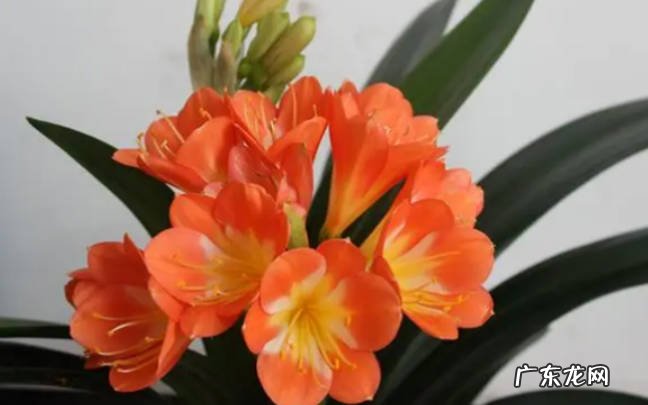 君子兰如何发芽 君子兰什么时候发芽