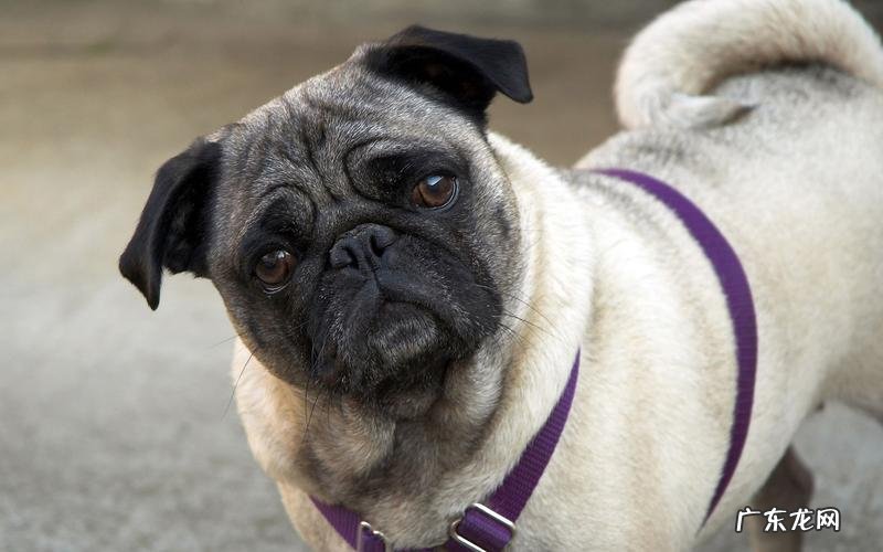 巴哥犬 哪些品种的狗狗不易生病