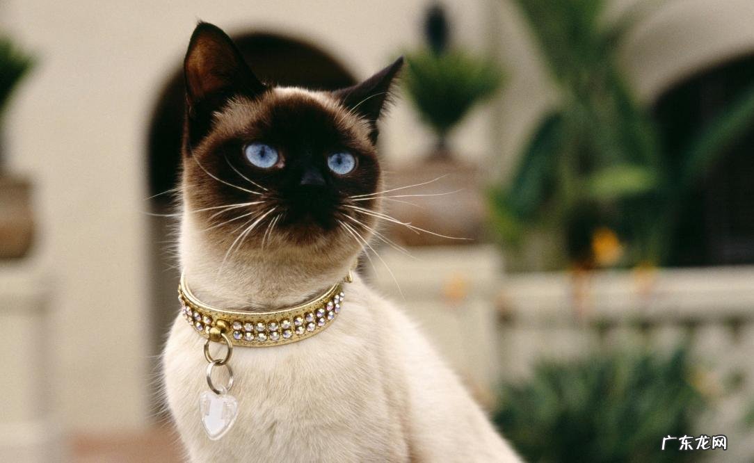 狸花猫 养猫的首选是什么