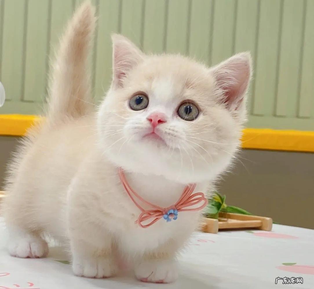 狸花猫 养猫的首选是什么