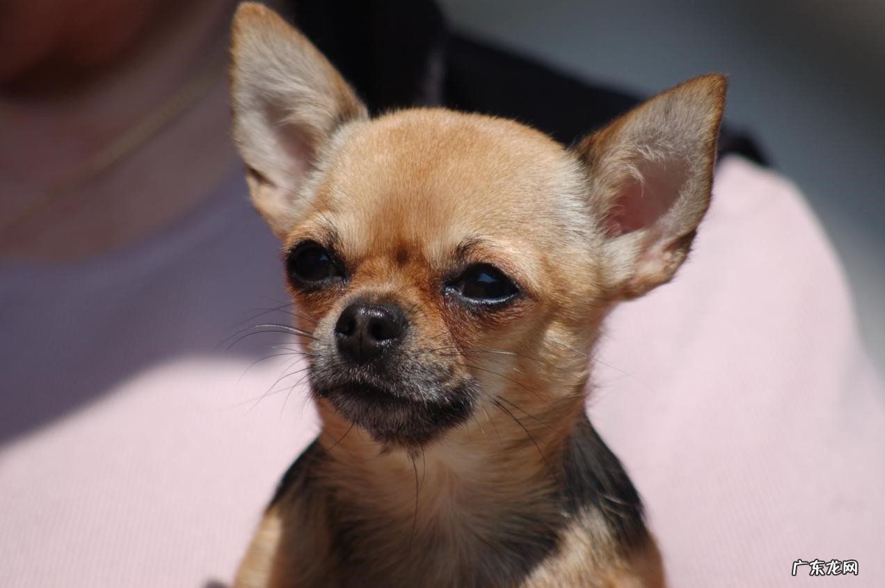 秋田犬 哪些狗狗会忠诚的陪伴人类