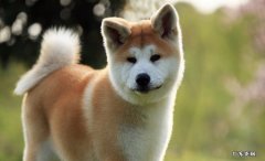 秋田犬 哪些狗狗会忠诚的陪伴人类