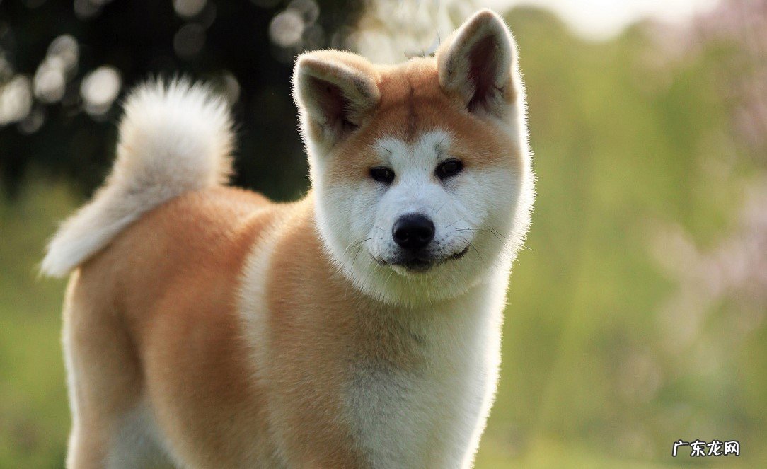 秋田犬 哪些狗狗会忠诚的陪伴人类