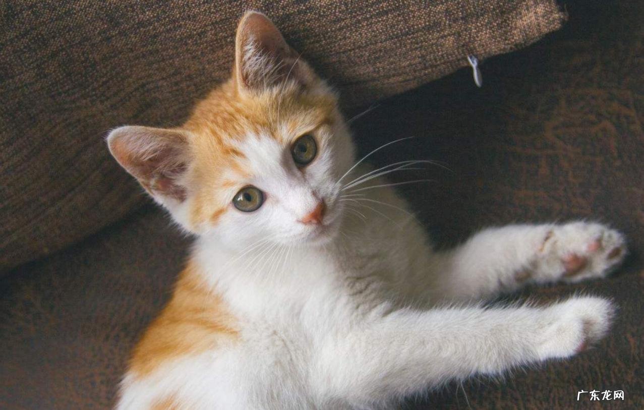 宠物兔 便宜好养的宠物有哪些