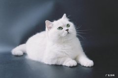 银渐层 掉毛严重的猫咪有哪些