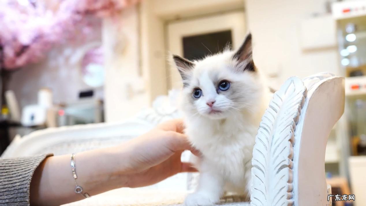 拉尾巴 不能对布偶猫做哪些事