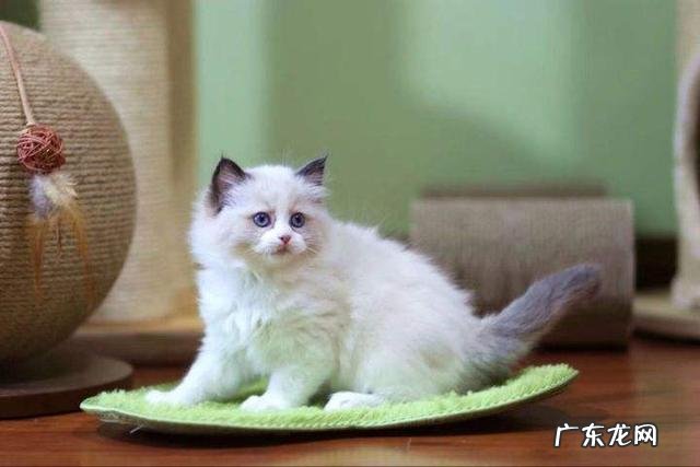 拉尾巴 不能对布偶猫做哪些事