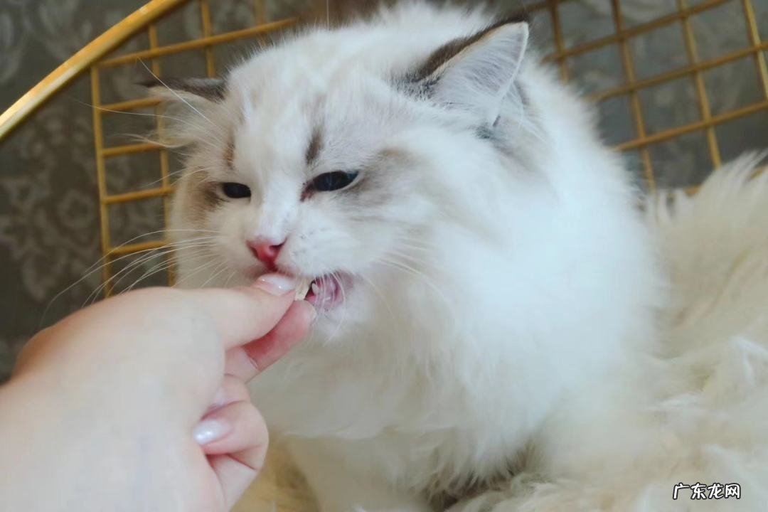 拉尾巴 不能对布偶猫做哪些事