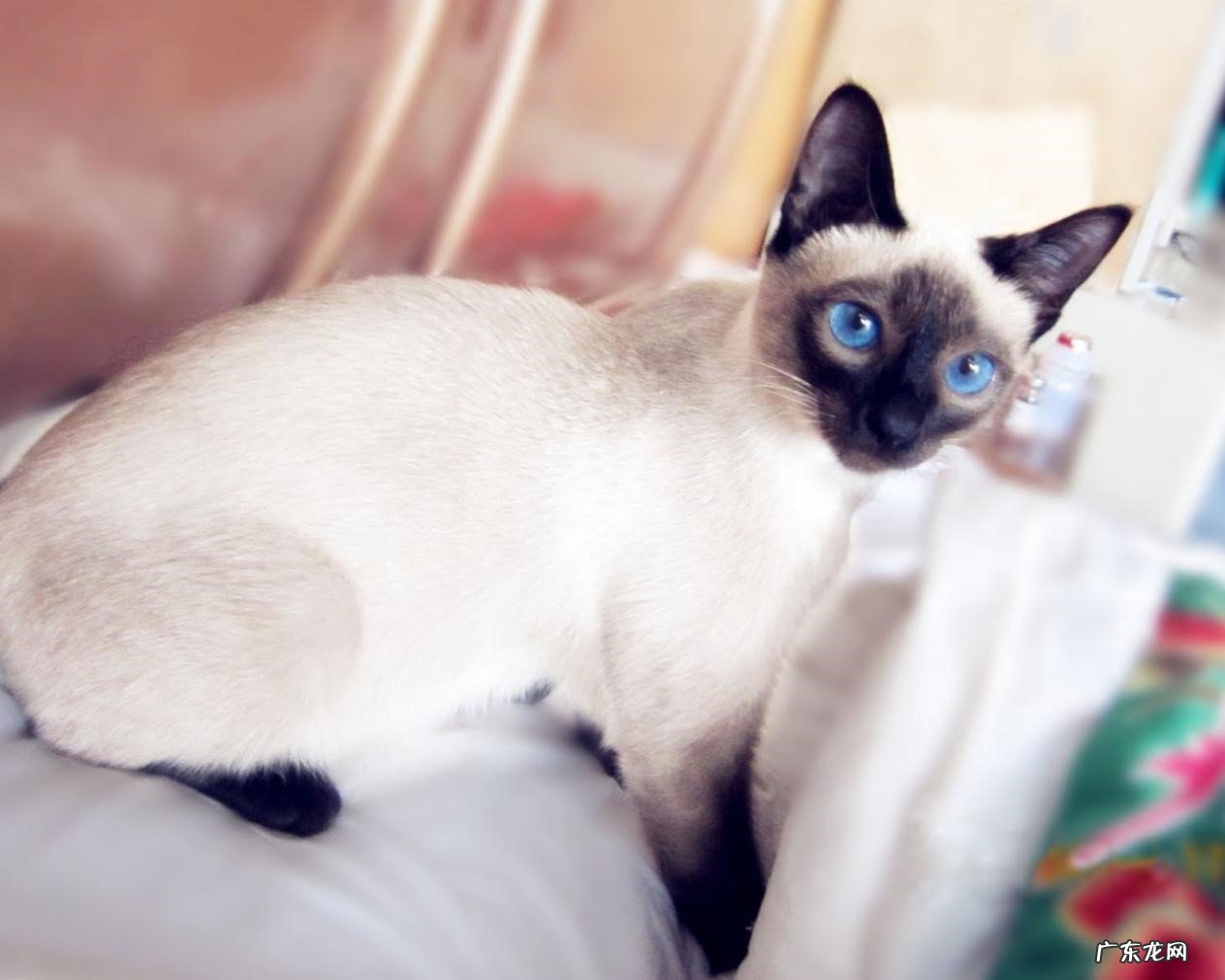 英短猫 耐看又乖巧的猫咪品种有哪些