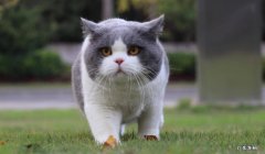 英短猫 耐看又乖巧的猫咪品种有哪些