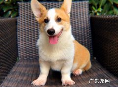 外表可爱 为什么养柯基的人越来越多