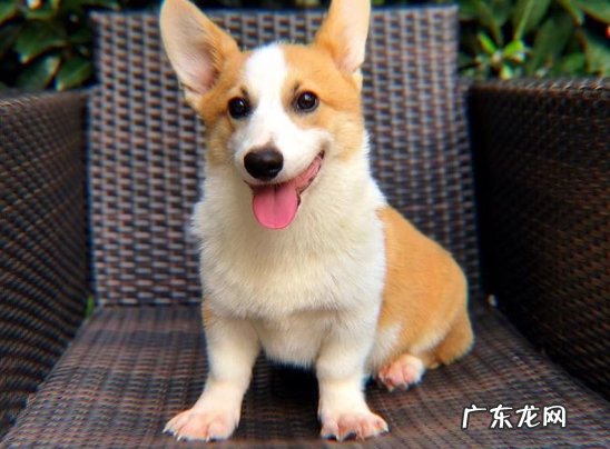 外表可爱 为什么养柯基的人越来越多