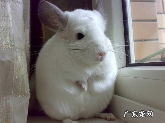 蜜袋鼬 体味小的宠物有哪些