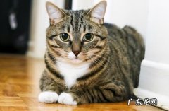 狸花猫 养猫首先选择哪些品种