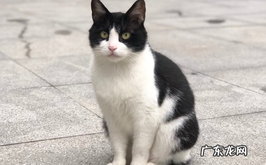 狸花猫 养猫首先选择哪些品种