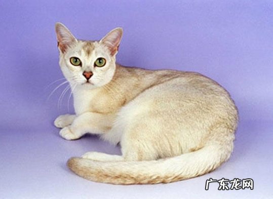 狸花猫 养猫首先选择哪些品种
