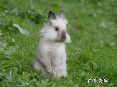 狮子兔 可爱的宠物兔品种有哪些