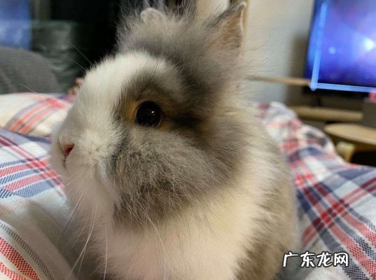 垂耳兔 哪些品种的宠物兔好看又好养