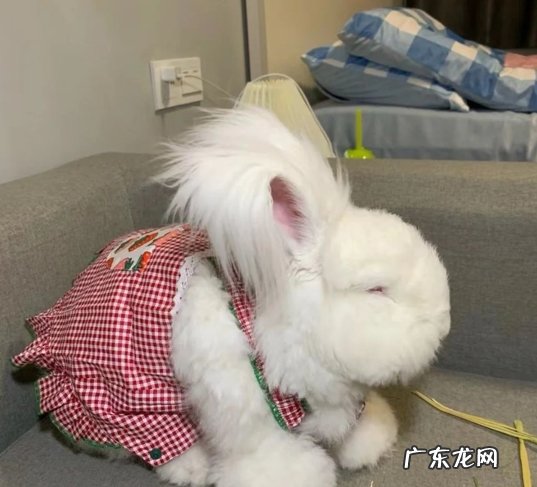 垂耳兔 哪些品种的宠物兔好看又好养