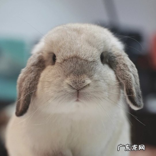 垂耳兔 哪些品种的宠物兔好看又好养