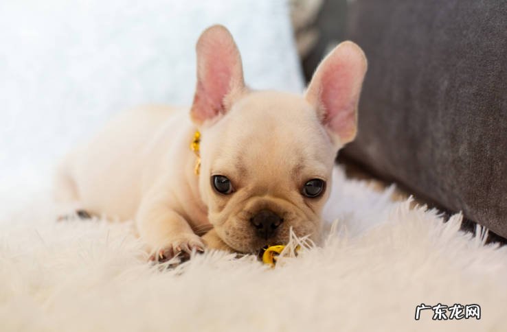 腊肠犬 懒人养狗可以选择哪些品种