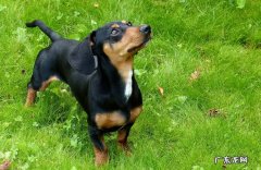 腊肠犬 懒人养狗可以选择哪些品种