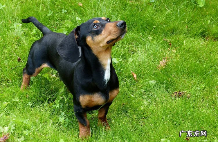 腊肠犬 懒人养狗可以选择哪些品种
