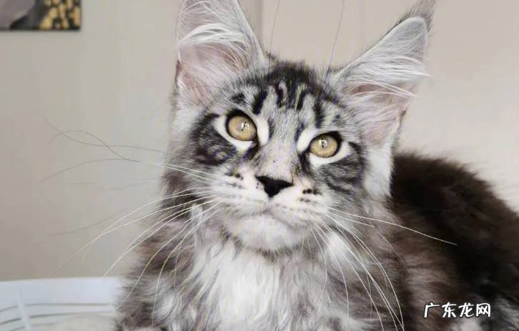 俄罗斯蓝猫 哪些猫咪最适合初次喂养