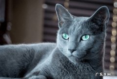 俄罗斯蓝猫 哪些猫咪最适合初次喂养
