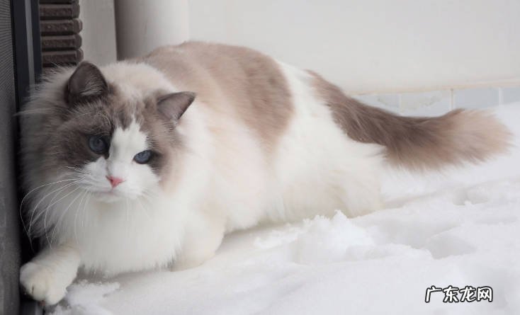 俄罗斯蓝猫 哪些猫咪最适合初次喂养