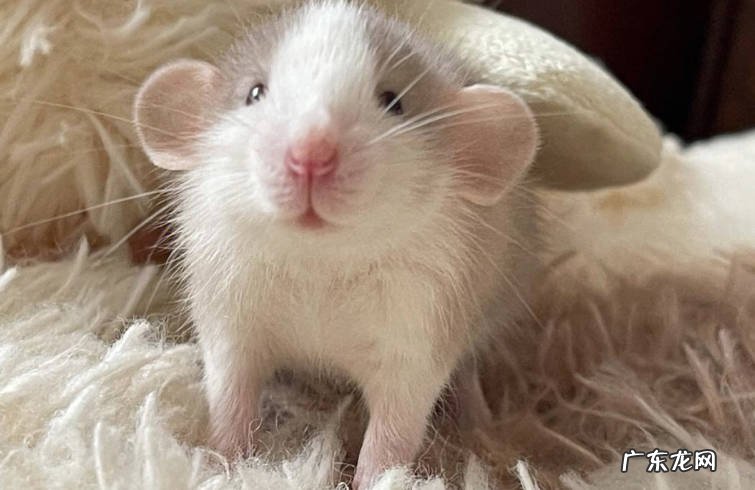 花枝鼠 哪些小宠物好养又便宜