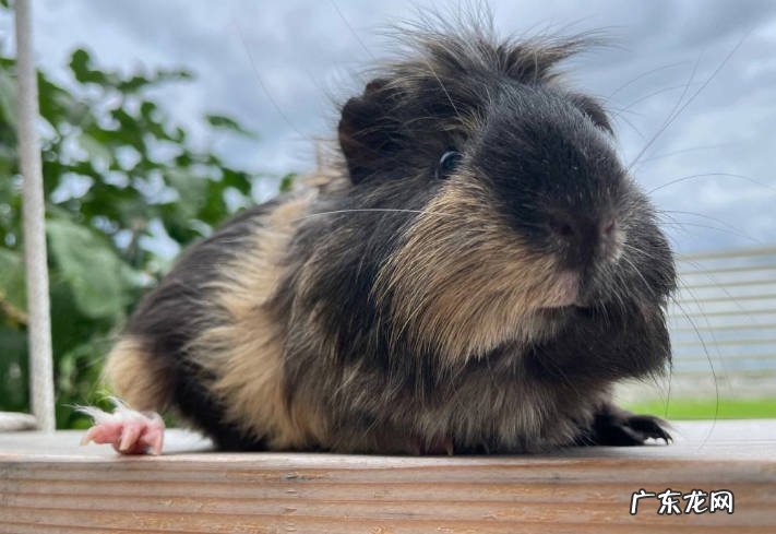 花枝鼠 哪些小宠物好养又便宜