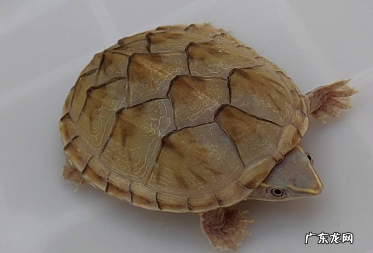 花枝鼠 哪些小宠物好养又便宜