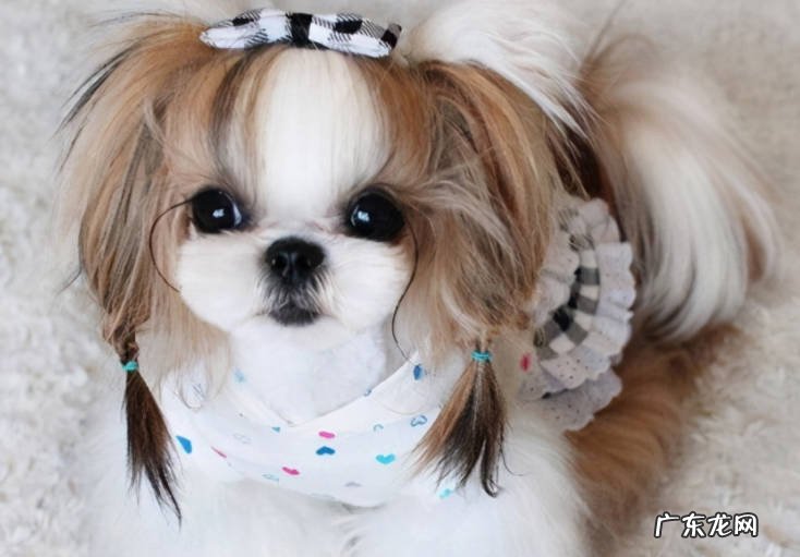比熊 哪些小型犬最值得养