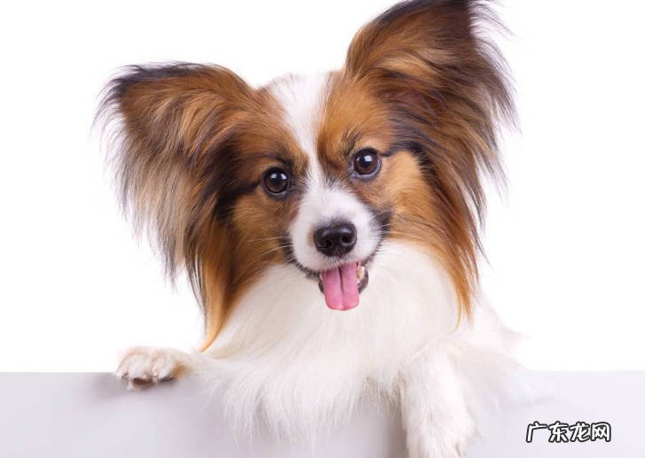 比熊 哪些小型犬最值得养