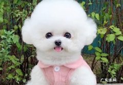 比熊 哪些小型犬最值得养