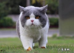 英短猫 最受欢迎的猫咪品种有哪些
