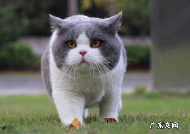英短猫 最受欢迎的猫咪品种有哪些