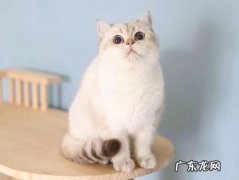 英短猫 公认最香的猫是什么品种