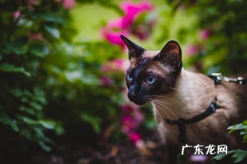 大橘猫 养了不后悔的有灵性的猫有哪些