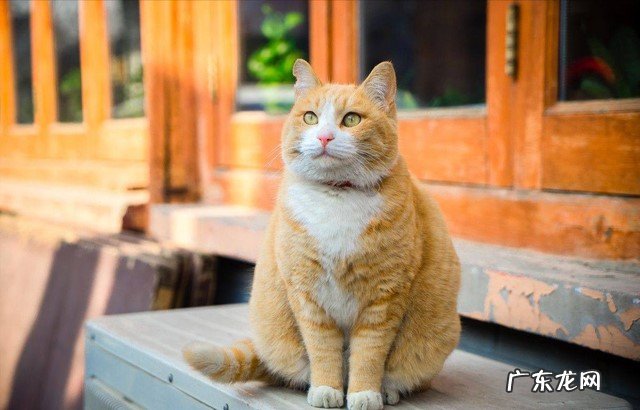 大橘猫 养了不后悔的有灵性的猫有哪些