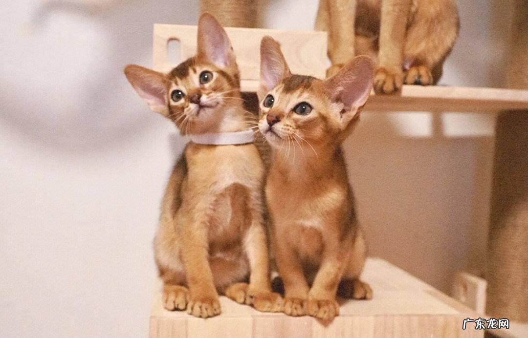 大橘猫 养了不后悔的有灵性的猫有哪些